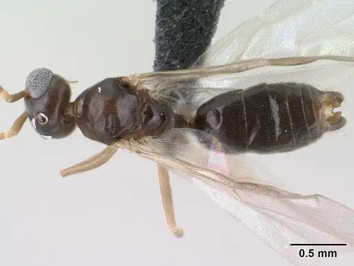 Technomyrmex curiosus - CASENT0143774