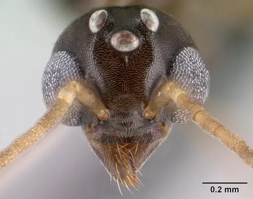 Technomyrmex curiosus - CASENT0143774