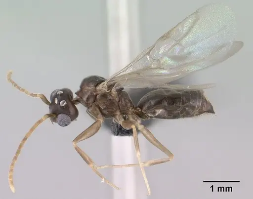 Technomyrmex curiosus - CASENT0143774