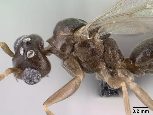 Technomyrmex curiosus - CASENT0143774