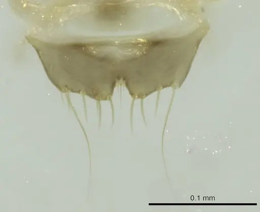 Technomyrmex curiosus - CASENT0345103