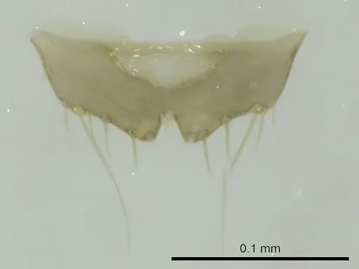 Technomyrmex curiosus - CASENT0345104