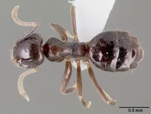 Technomyrmex difficilis specimen