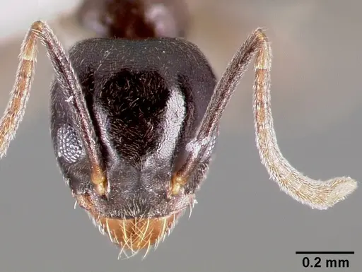 Technomyrmex difficilis specimen