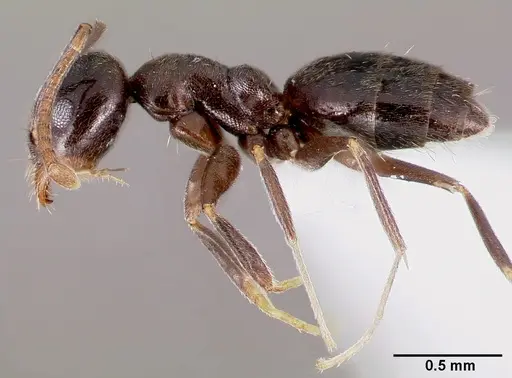 Technomyrmex difficilis specimen