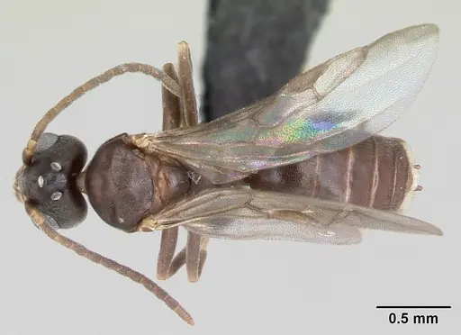 Technomyrmex difficilis - CASENT0007856