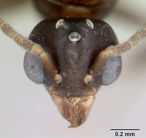 Technomyrmex difficilis - CASENT0007856