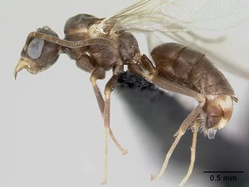 Technomyrmex difficilis - CASENT0007856