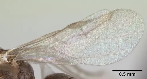 Technomyrmex difficilis - CASENT0007856