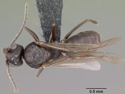 Technomyrmex difficilis - CASENT0049527