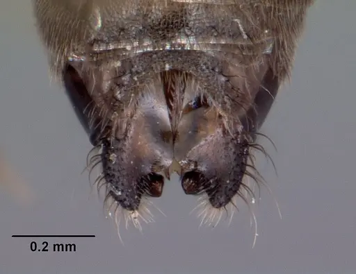 Technomyrmex difficilis - CASENT0049527