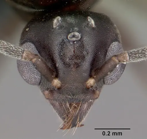 Technomyrmex difficilis - CASENT0049527