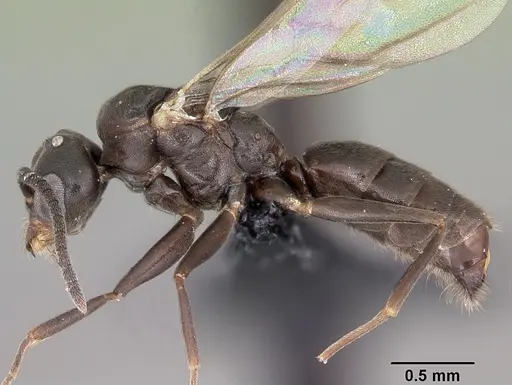 Technomyrmex difficilis - CASENT0049527