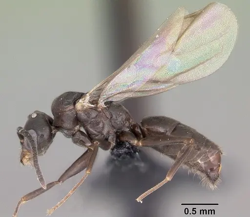 Technomyrmex difficilis - CASENT0049527