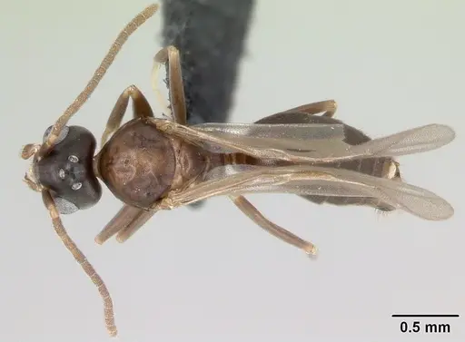 Technomyrmex difficilis - CASENT0049968