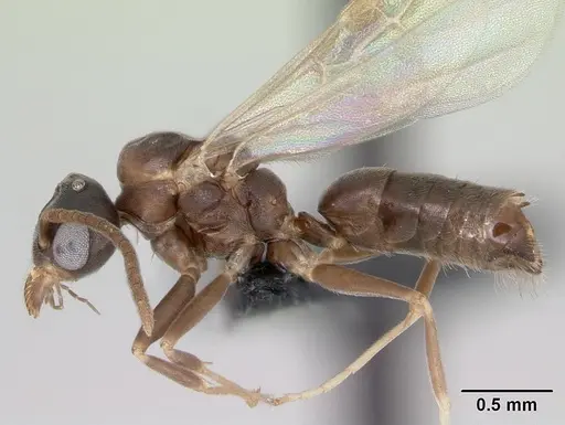 Technomyrmex difficilis - CASENT0049968