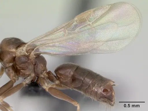 Technomyrmex difficilis - CASENT0049968