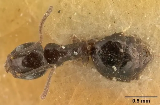 Technomyrmex difficilis - CASENT0101077