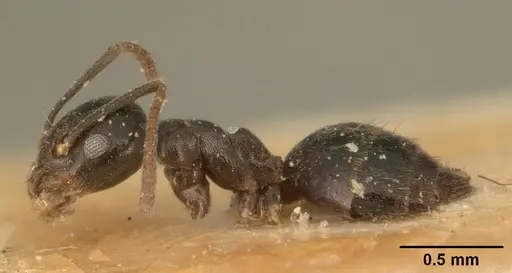 Technomyrmex difficilis - CASENT0101077