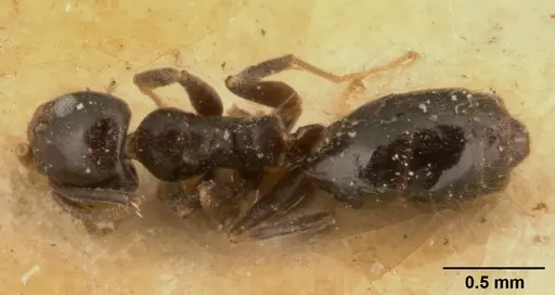 Technomyrmex difficilis - CASENT0101078