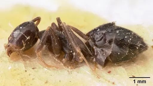 Technomyrmex difficilis - CASENT0101078