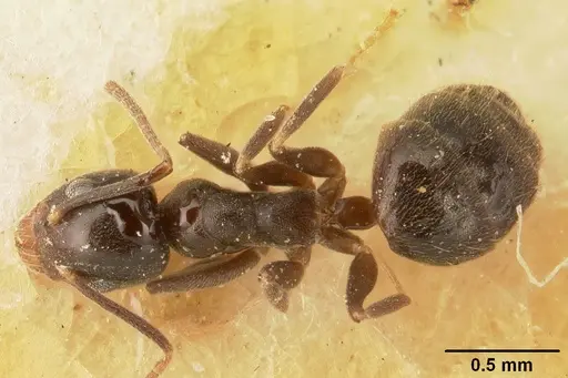 Technomyrmex difficilis - CASENT0101079