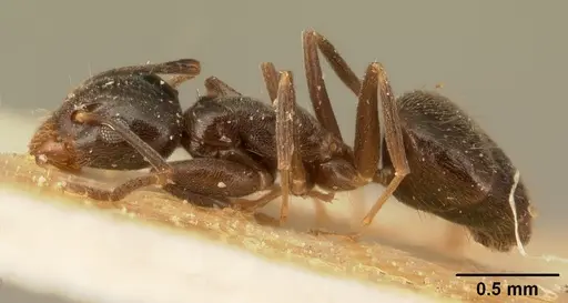 Technomyrmex difficilis - CASENT0101079