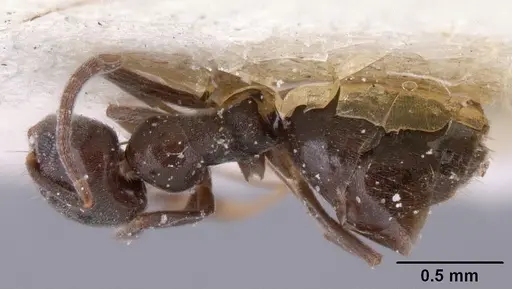 Technomyrmex difficilis - CASENT0101080