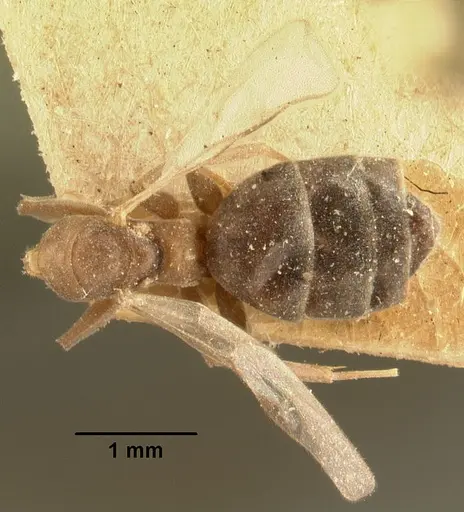 Technomyrmex difficilis - CASENT0101671
