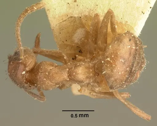 Technomyrmex difficilis - CASENT0101791