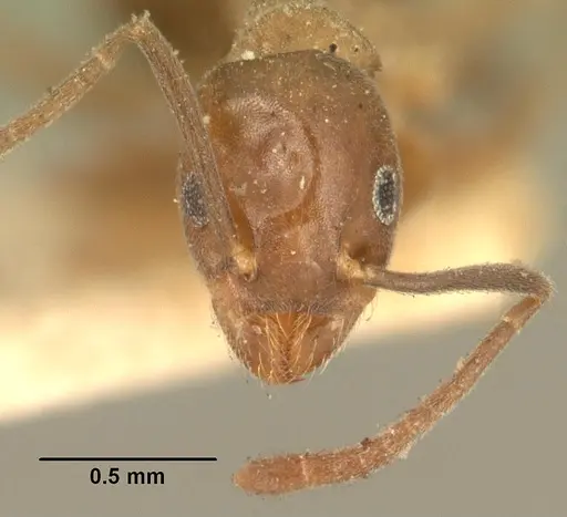 Technomyrmex difficilis - CASENT0101791