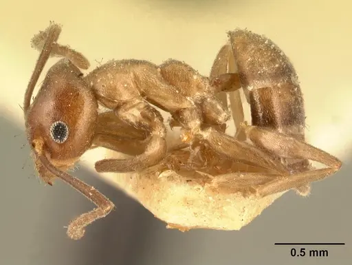 Technomyrmex difficilis - CASENT0101791