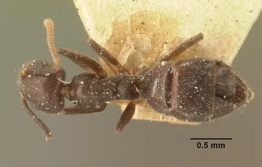 Technomyrmex difficilis - CASENT0101823