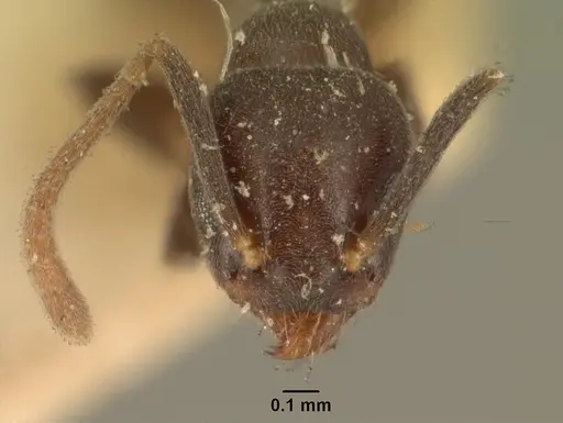 Technomyrmex difficilis - CASENT0101823