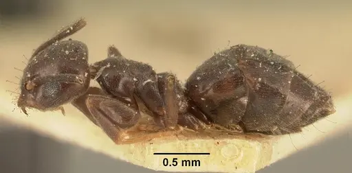 Technomyrmex difficilis - CASENT0101823