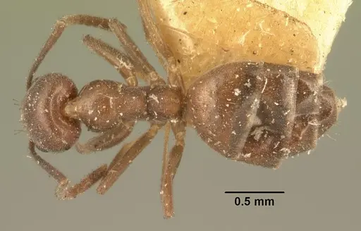 Technomyrmex difficilis - CASENT0101932