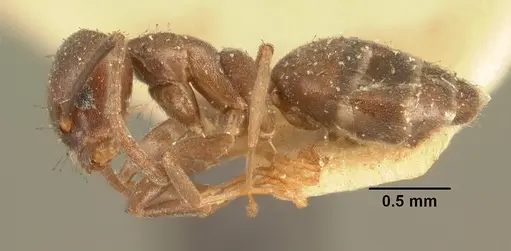 Technomyrmex difficilis - CASENT0101932