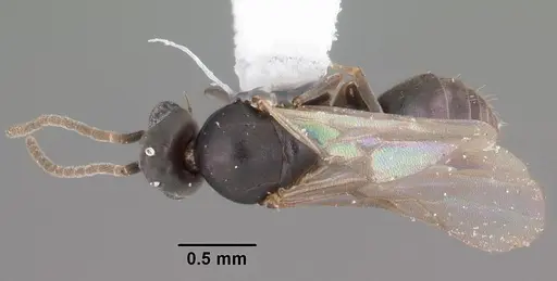 Technomyrmex difficilis - CASENT0102735