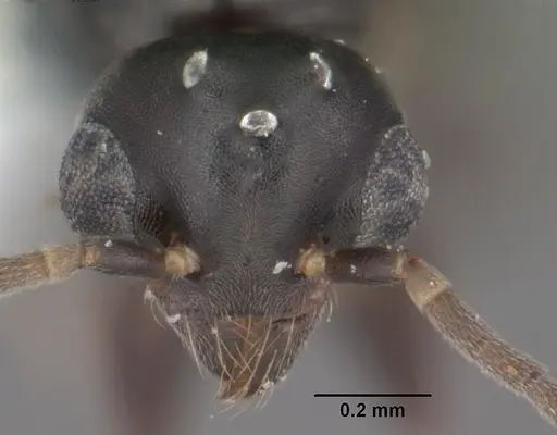 Technomyrmex difficilis - CASENT0102735