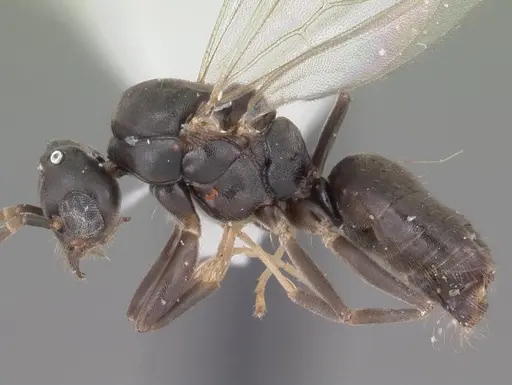 Technomyrmex difficilis - CASENT0102735