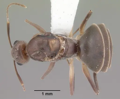 Technomyrmex difficilis - CASENT0104538