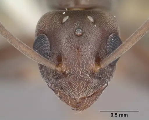 Technomyrmex difficilis - CASENT0104538