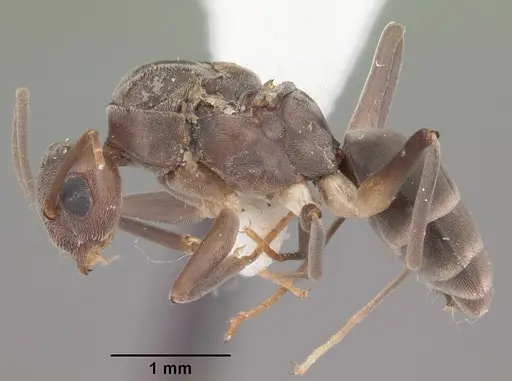 Technomyrmex difficilis - CASENT0104538