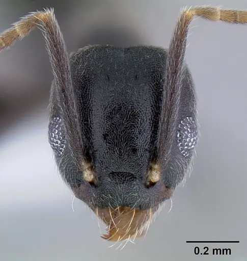 Technomyrmex difficilis - CASENT0106111