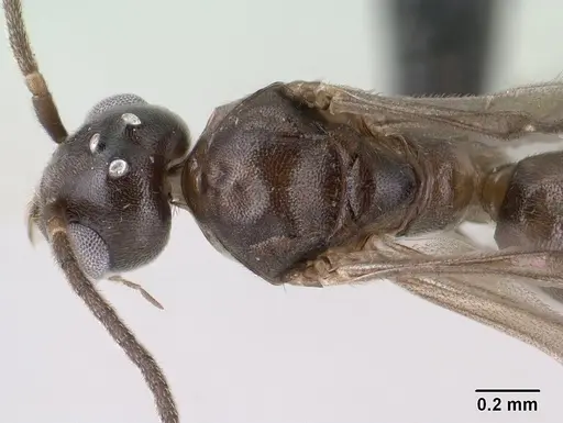 Technomyrmex difficilis - CASENT0138571