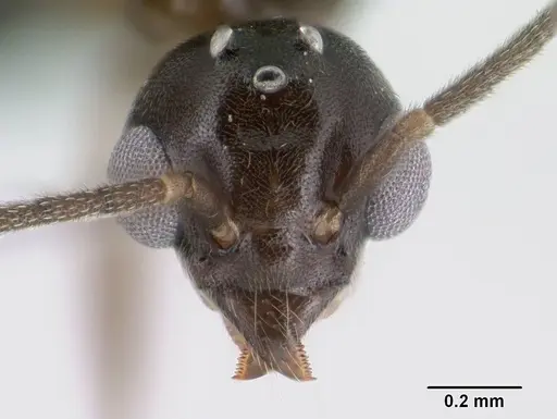 Technomyrmex difficilis - CASENT0138571