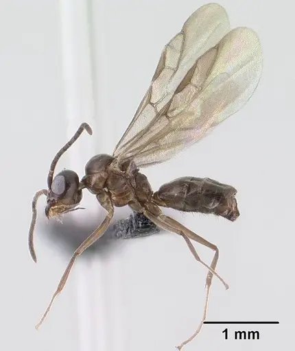 Technomyrmex difficilis - CASENT0138571