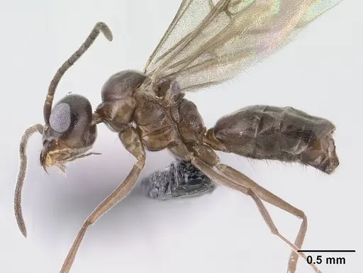 Technomyrmex difficilis - CASENT0138571