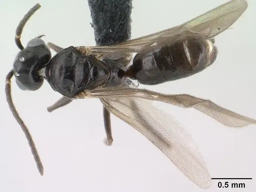 Technomyrmex difficilis - CASENT0143675