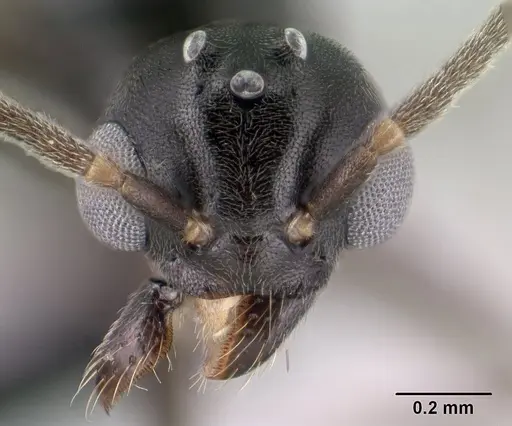 Technomyrmex difficilis - CASENT0143675